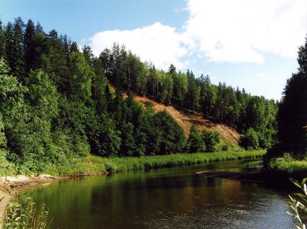 Лес Кировской области