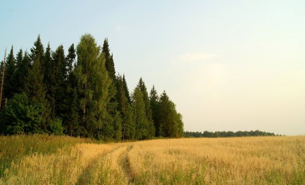 Вятские леса Кировская область