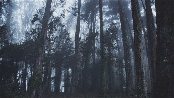 Лес Японии Аокигахара фон
