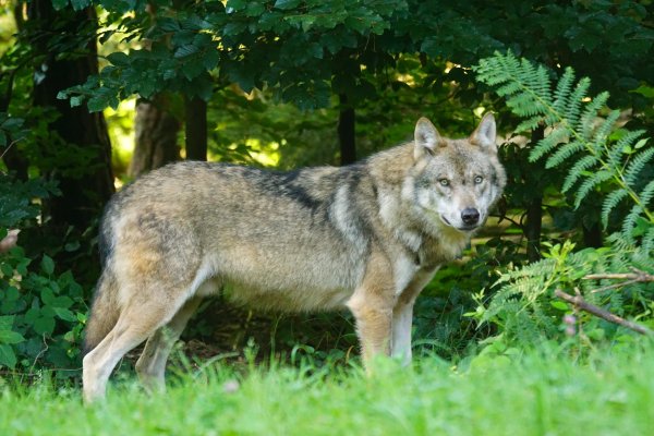 Волк обыкновенный (canis Lupus)