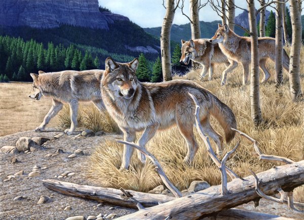 Волк canis Lupus зимой