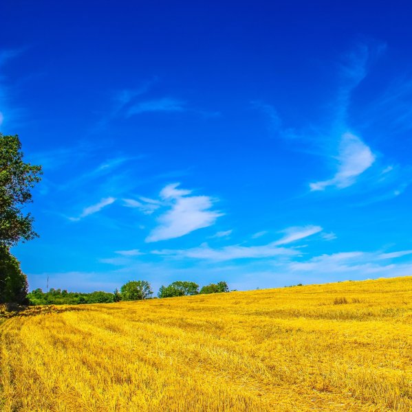 Украина поле