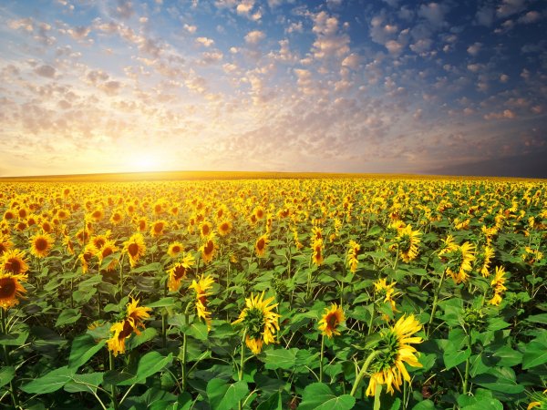 Украинские Карпаты природа