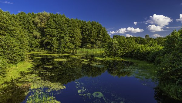 Украина подсолнуховые поля