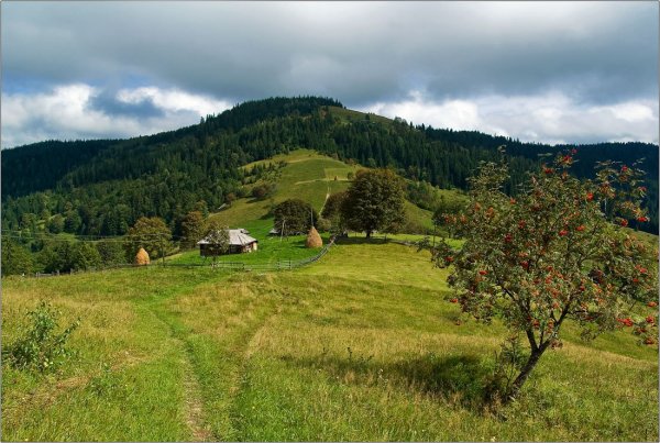 Карпаты лес вырубка
