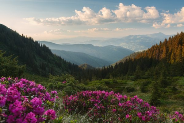 Карпатские горы Закарпатье