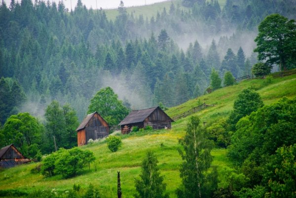 Лес Карпаты Украина