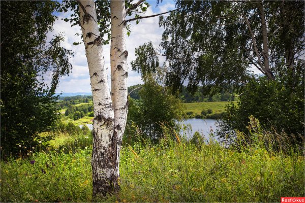 Берёзовая роща Красноуфимск