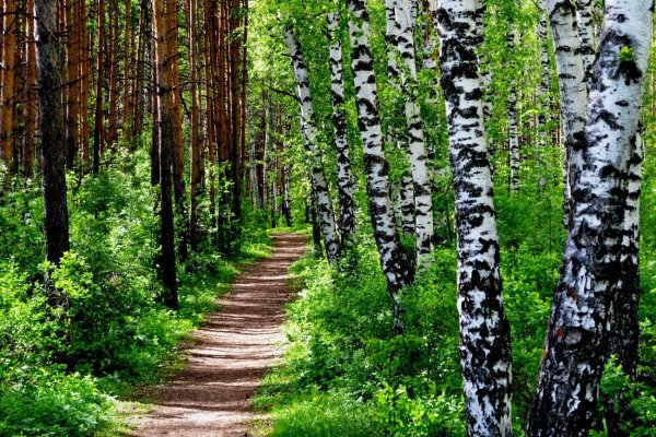 Пейзаж береза Березовая роща озеро
