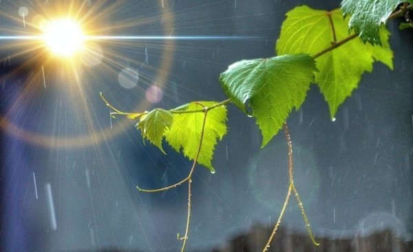 Доброе утро природа