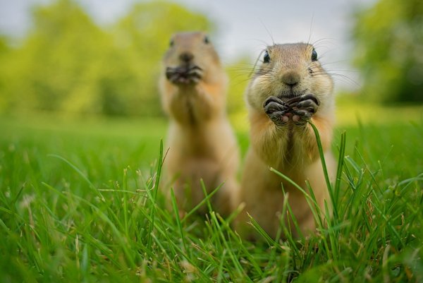 Конкурса comedy Wildlife Photography Awards