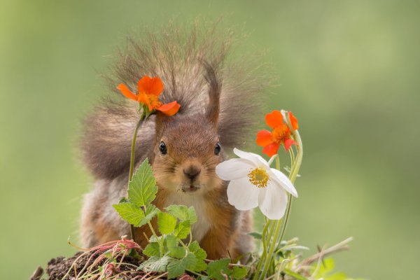 Конкурса comedy Wildlife Photography Awards
