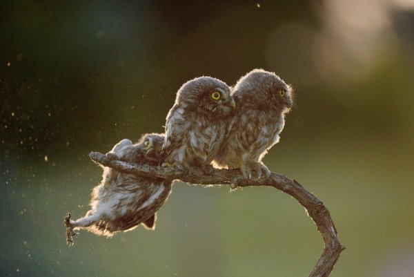 Конкурса comedy Wildlife Photography Awards