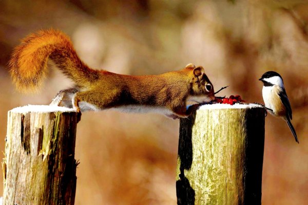 Прикол природа