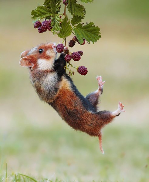 Премия comedy Wildlife Photography