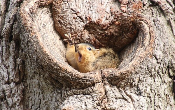 Финалисты конкурса comedy Wildlife Photography Awards: