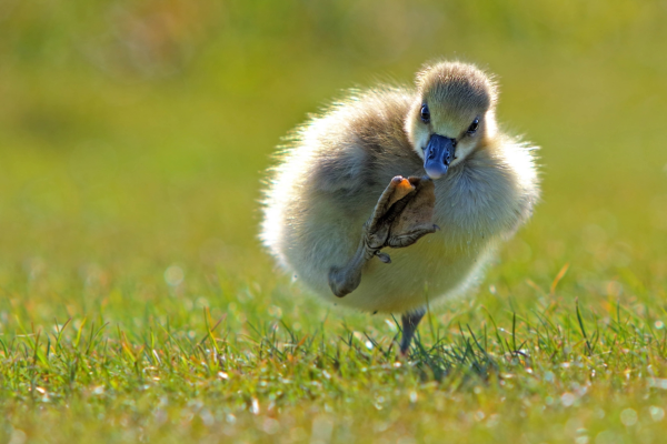Природа животный мир