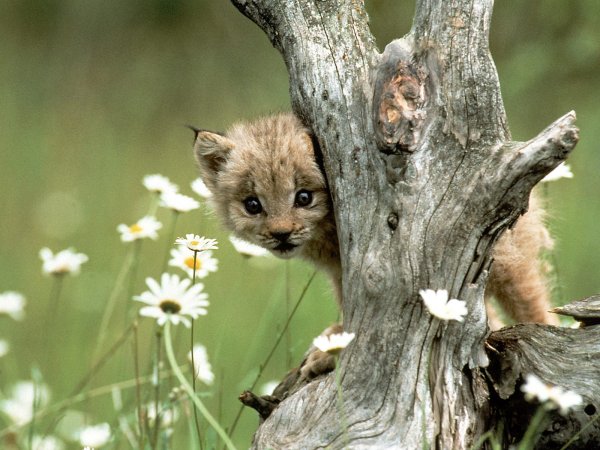 Comedy Wildlife Photography Awards необычный фотоконкурс 2019