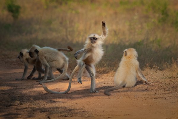 Премия comedy Wildlife Photography