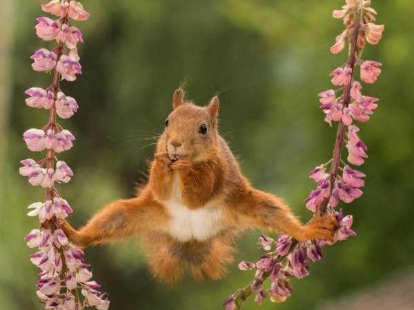 Премия comedy Wildlife Photography