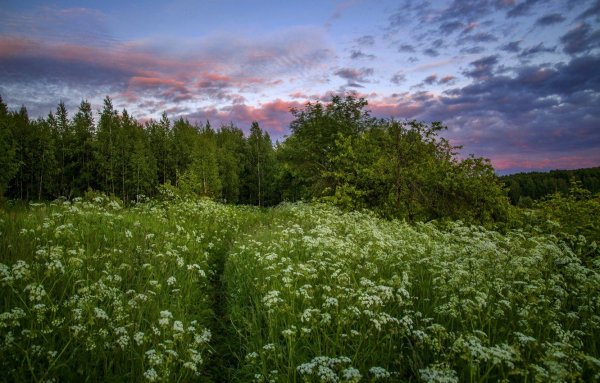 Поле лес