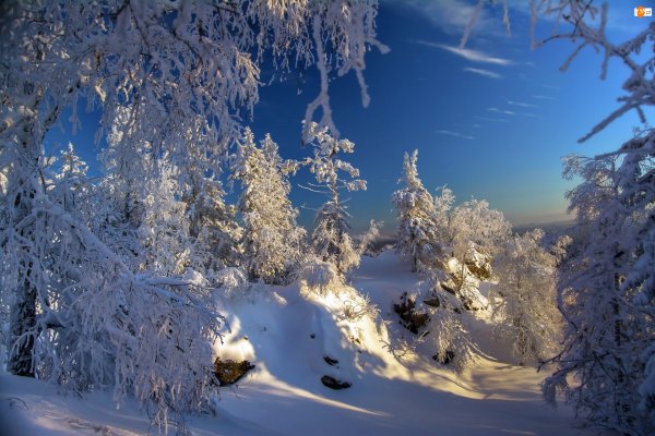 Зимний лес картинки