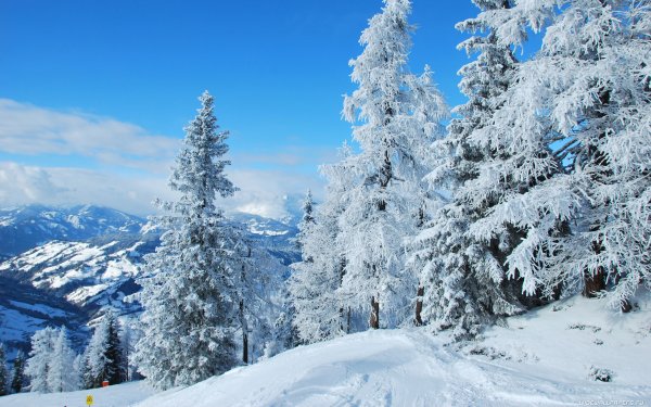 Зимний лес