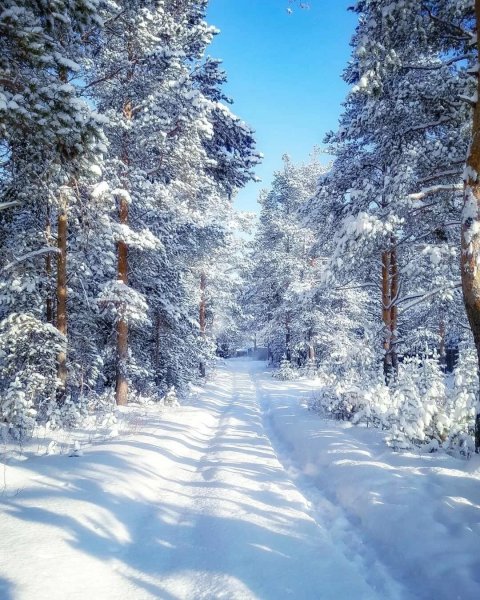 Красивый зимний лес