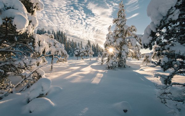 Зимняя природа