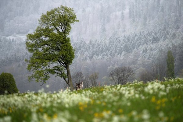 Фотографии живой природы