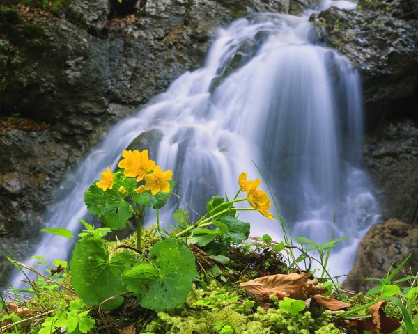 Природа с животными