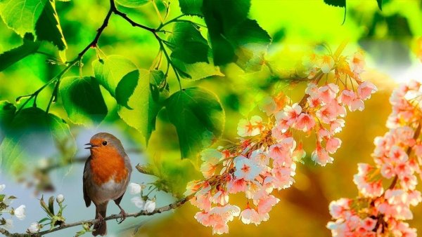 Весна природа оживает