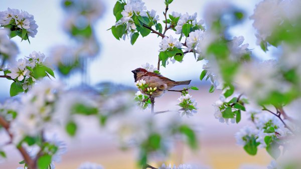 Природа птицы