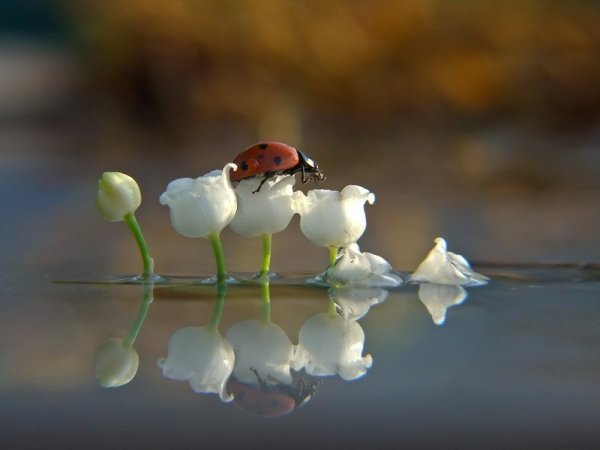 Красивая природа с птичками