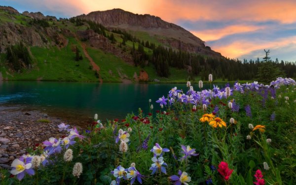 Живая природа летом