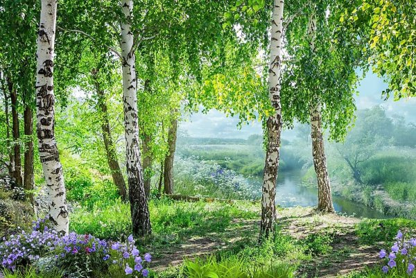 Фотообои комар Березовая роща