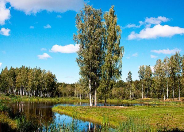 Березы у воды