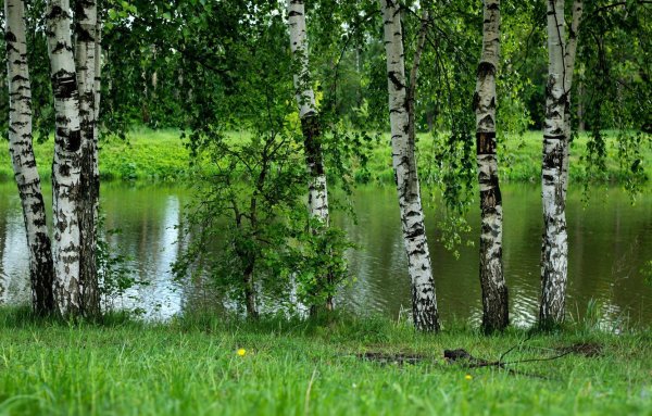 Березовая роща Чебоксары