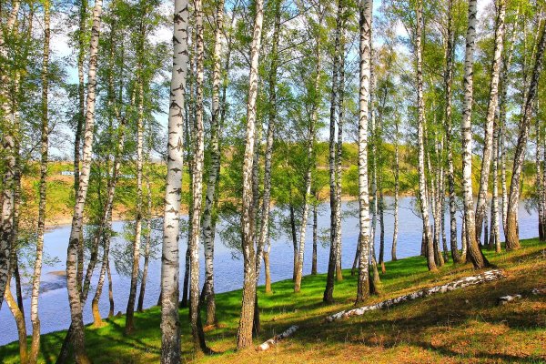 Берёзовая роща Курск
