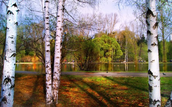 Береза летом