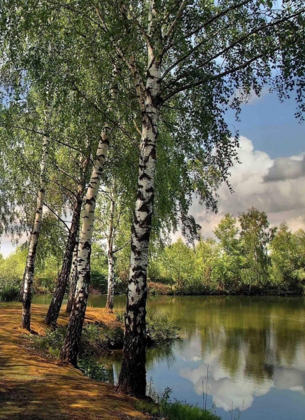 Березовая роща береза повислая