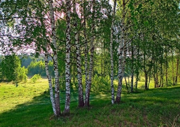 Зеленая рощица Прокофьев