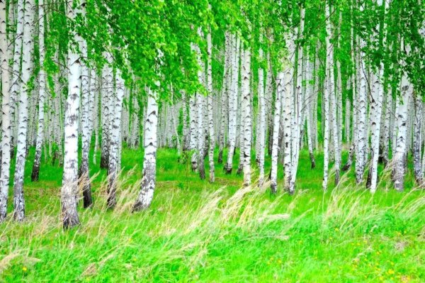 Березовая роща в Солнечном свете