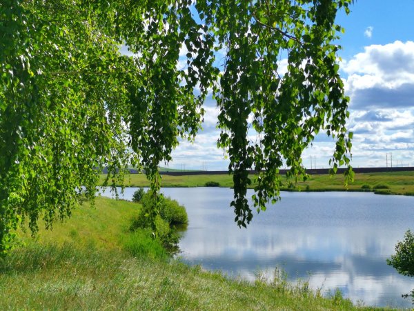 Березовая роща Рязань