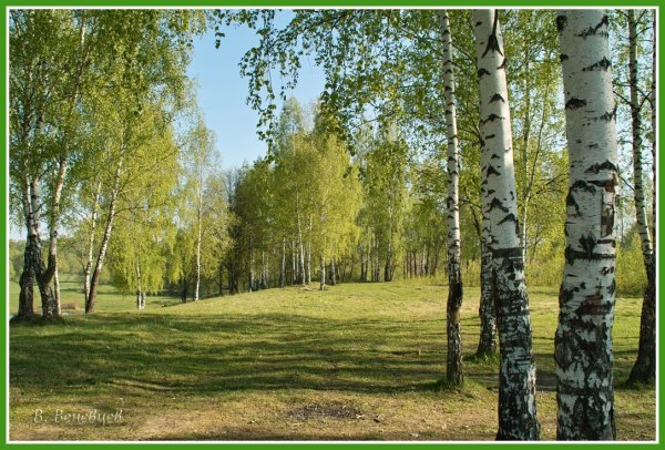 Березовая лесополоса
