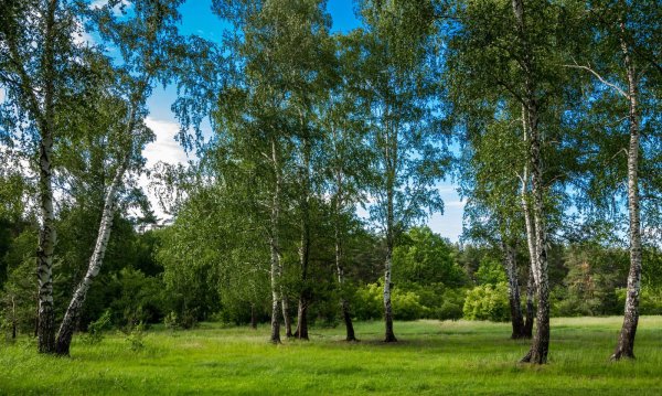 Природа деревня речка Березки