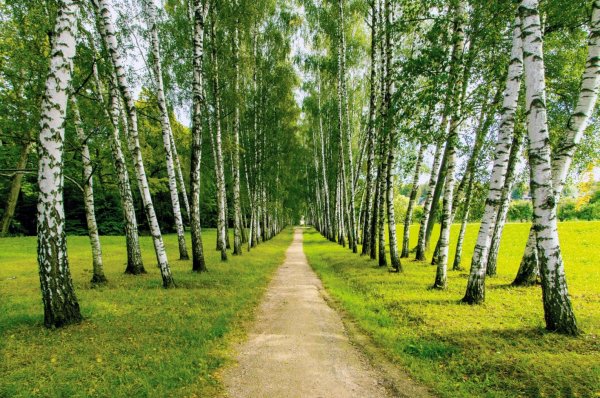 Березовая роща Кострома