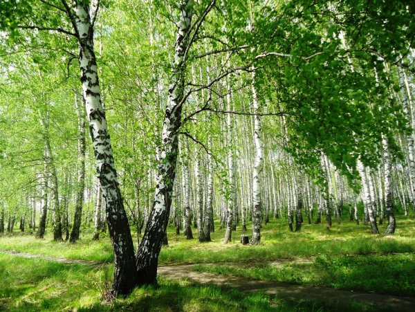 Белоствольная береза