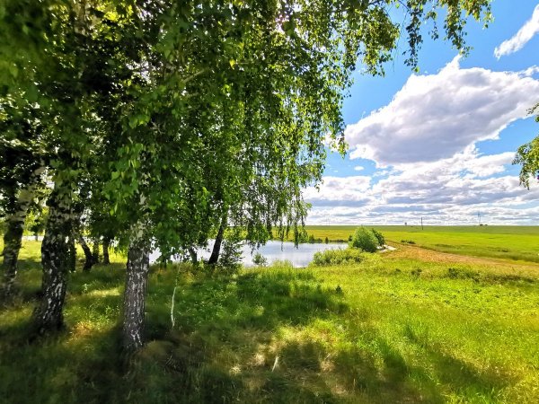 Береза летом