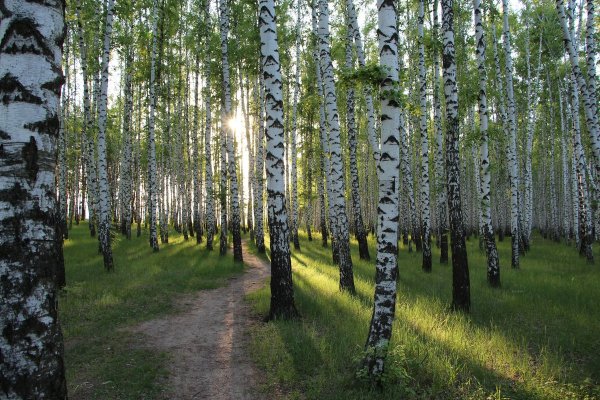 Березовая роща Томск